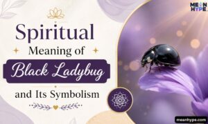 Spiritual Meaning of black ladybug